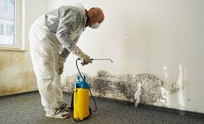 Best Biohazard Mold Removal in Tigard, OR